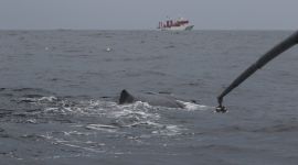 Merking av nebbhval med lang stang