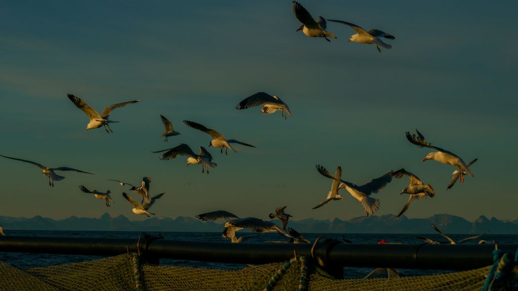 En samling måser flyr lavt over anlegget.