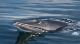 En vågehval kommer til overflaten for å puste.