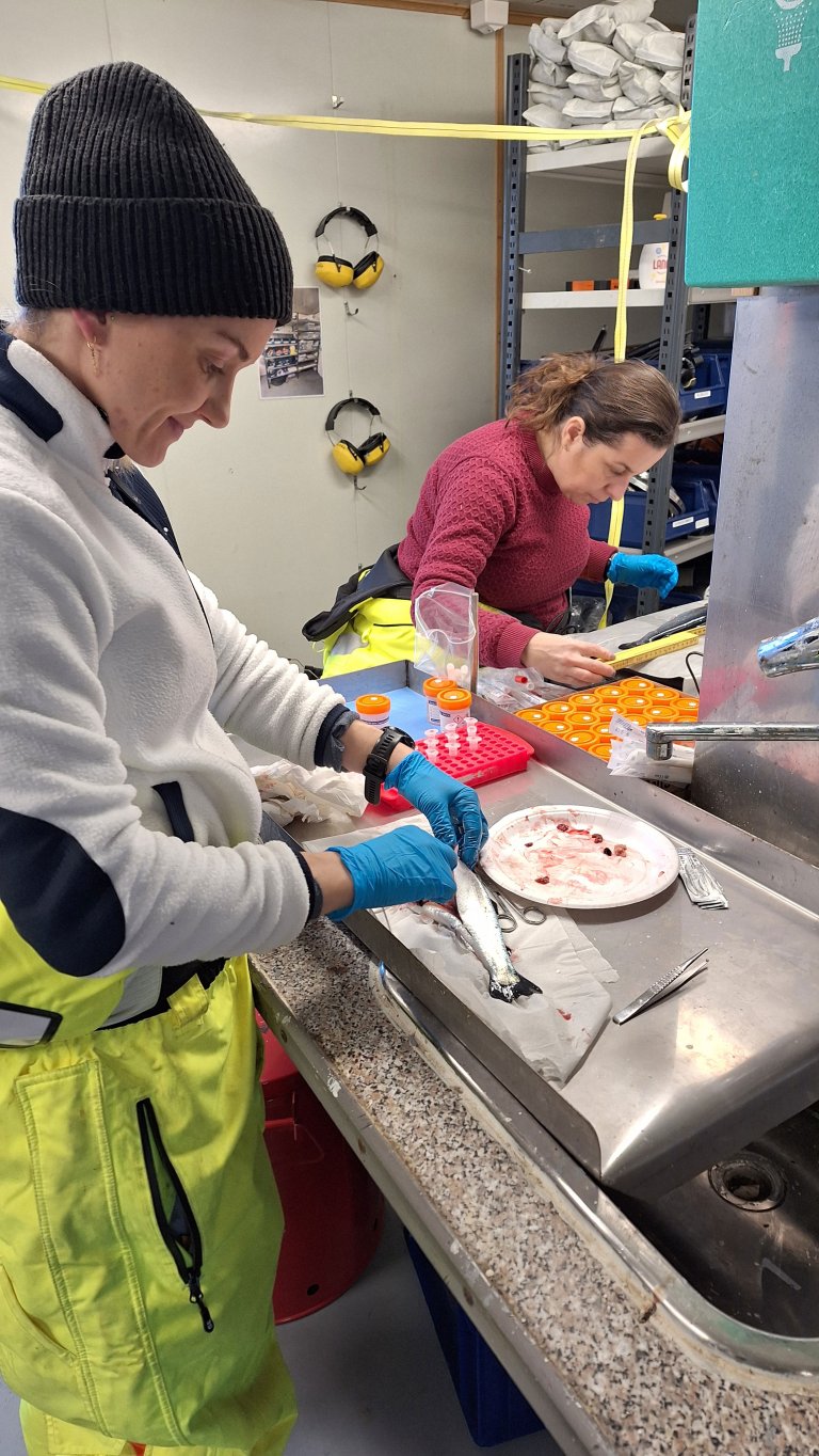 Forskere undersøkjer om fisk frå merdane har fått skader.
