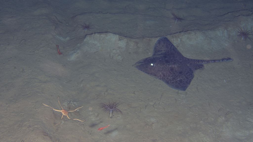 Kameraene på nodene følger med på livet i havet. En trådløs node befinner seg på hele 2500 meters dyp.