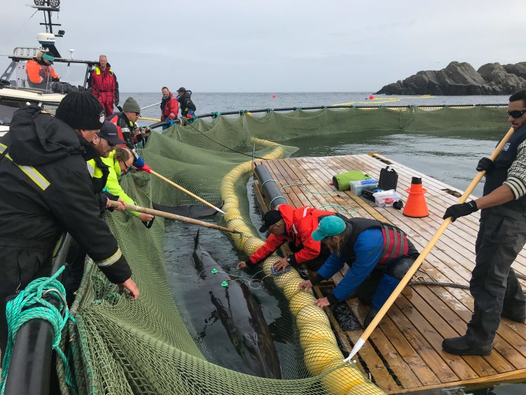 En ung vågehval ligger i et nett i en fiskefarm mens forskere forsøker å feste sensorer på den.