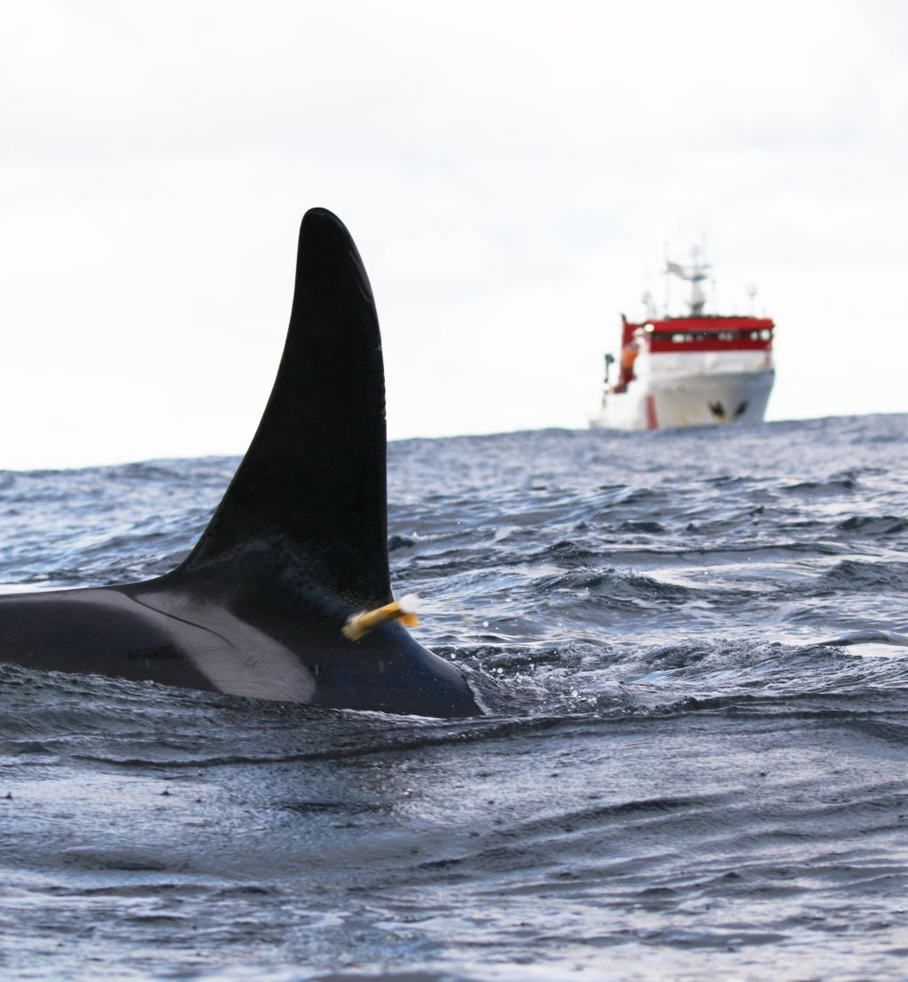 vi ser finnen på en spekkhogger som stikker opp av havet. på finnen sitter en liten satelittsender