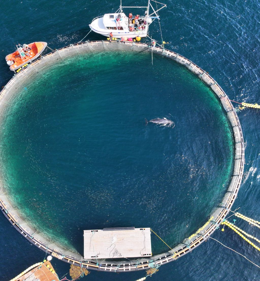 Dronefoto av laksemerden som ble brukt i forskningsprosjektet som skulle måle hvilke lyder vågehvaler oppfatter. Inne i merden ser vi en vågehval og en diger sildestim.