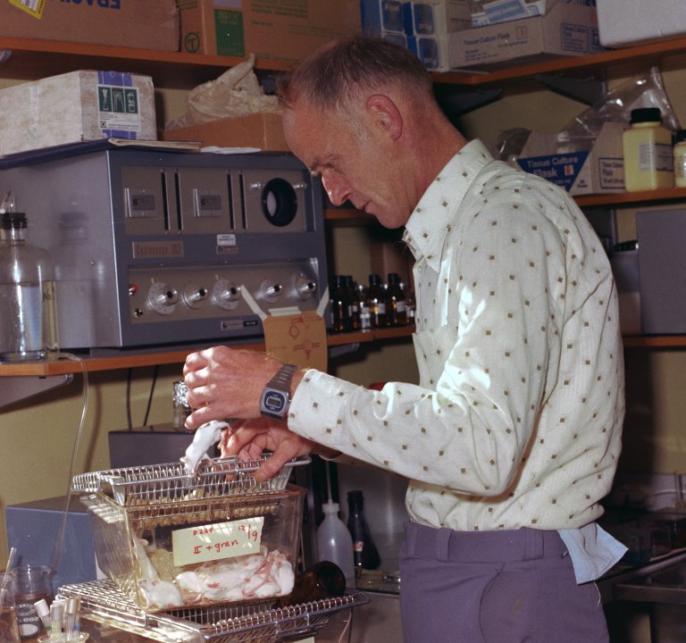 Forsker Arne Bøyum jobbet ved Avdeling for toksikologi, og tar seg her av avdelingens mus i 1976